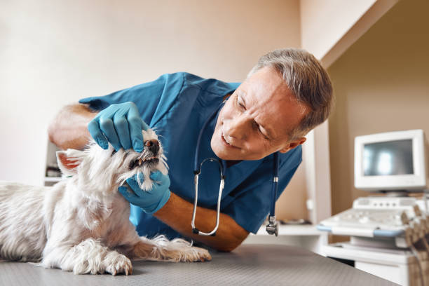 Best Emergency Treatment for Dental Infections or Abscesses in Ele, AR